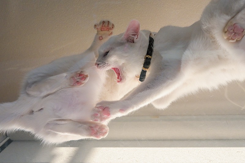 戯れる姿も、角度を変えて見ると……。悪い顔のカブちゃんです