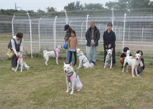 久しぶりに集まったきょうだい犬たち。覚えてる？