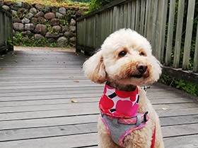 ありふれた日常の風景が宝物　家族に笑顔と会話を増やしてくれたトイプー「ふうか」