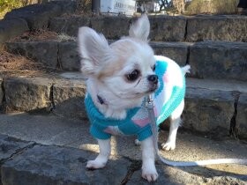 悩まされた車酔いも克服！　すっかりドライブ好きになったチワワの「うめ子」