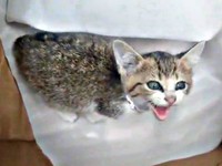 保護当初、小さな体で懸命に鳴くポポくん（画像提供：YuuuuJtny-Kさん）