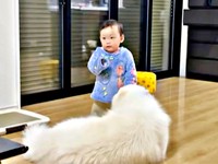 弟をじっと見守るこはくちゃん（画像提供：サモエド こはくさん）