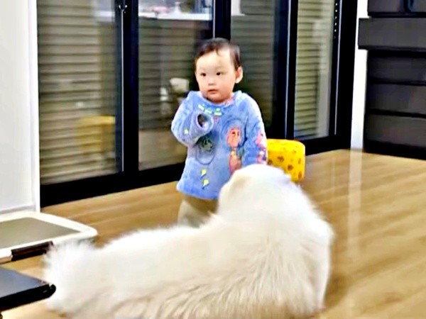 弟をじっと見守るこはくちゃん（画像提供：サモエド こはくさん）
