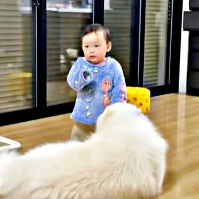 弟をじっと見守るこはくちゃん（画像提供：サモエド こはくさん）