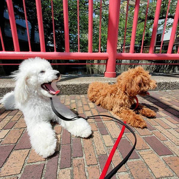 ゼリーちゃんと一緒にお散歩（UG提供）