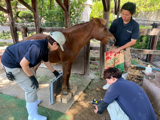 蹄のレントゲンを撮らせてくれるカッピー（神戸市立王子動物園提供）