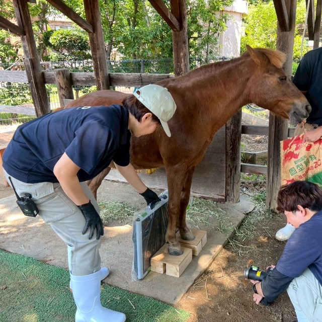 蹄のレントゲンを撮らせてくれるカッピー（神戸市立王子動物園提供）