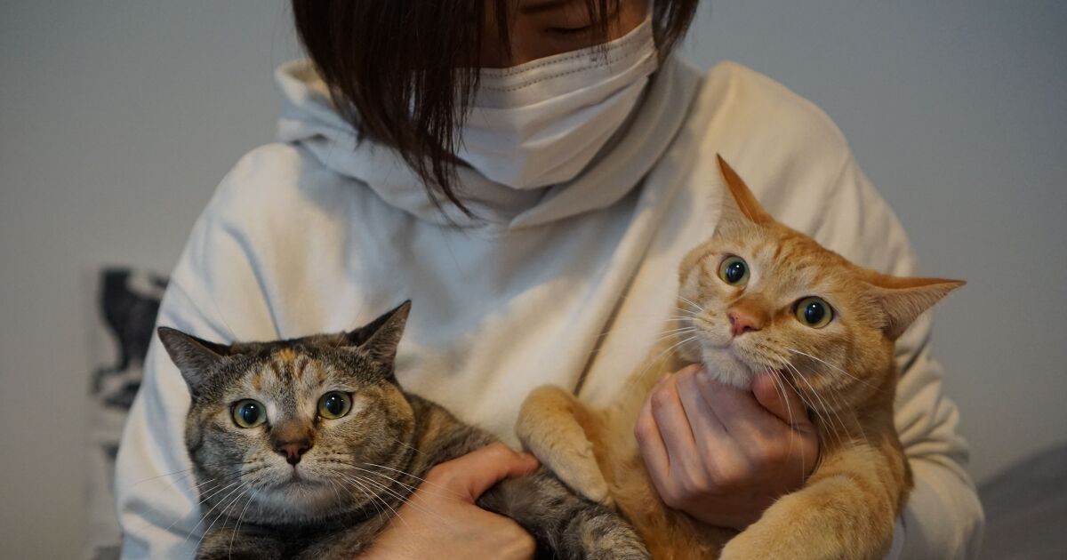 がんになった女性 元気になったら猫を飼う と決めた 今は２匹の姉弟猫と幸せな日々 犬 猫との幸せな暮らしのためのペット情報サイト Sippo