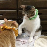 しっかり子猫の教育係をしている