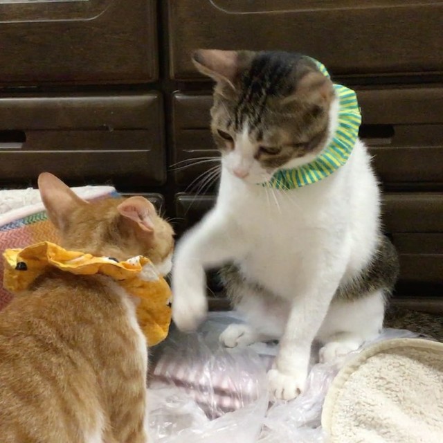 しっかり子猫の教育係をしている