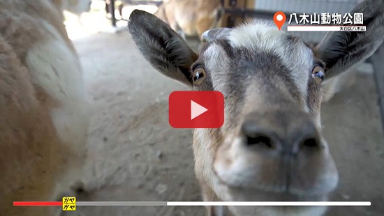 #58八木山動物公園②