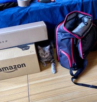 引っ越し前、荷物に隠れるしおちゃん＝アメショのしおちゃんさん（@shio_amesho）提供