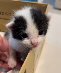 子猫ちゃんはハルちゃんと名付けられ、家族に！（「「APO（ポメラニアン）」さん提供）