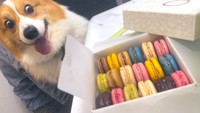 フランス土産のマカロンと後ろから圧をかけるラッキーくん（提供：ももぽいさん）