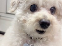 大丈夫？ 確かめるように飼い主さんを見つめるぽむくん（画像提供：ぽむぽむたけおさん）