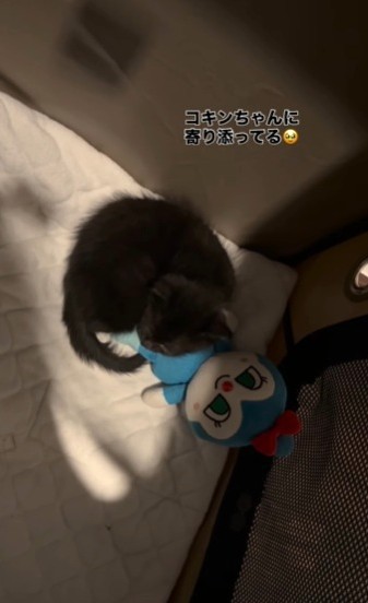 コキンちゃんがいるからさびしくない？（「ねぎごま」さん提供、Instagramよりキャプチャ撮影）