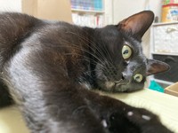 ゆきちゃんは、人間の言葉を理解しているようなリアクションが多い