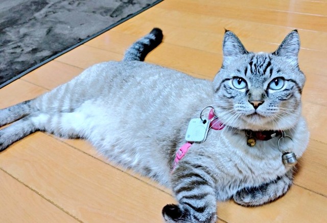 のんびりと寝そべってくつろぐリオくん（画像提供：めかりんまるさん）