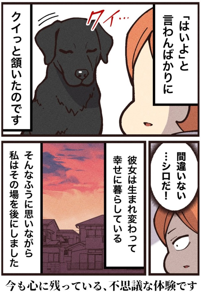 【漫画】『シロという名の犬』8（大友しゅうまさん提供）