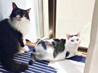 同居猫の「そら」ちゃん（左）と一緒にニャルソックするしょうたくん（右）（画像提供：きよダブシャインさん）