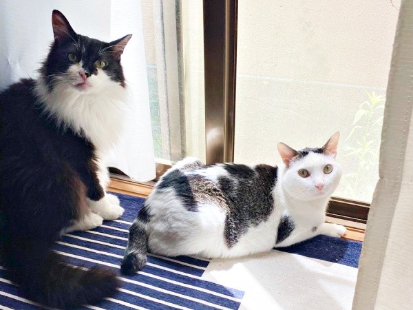 同居猫の「そら」ちゃん（左）と一緒にニャルソックするしょうたくん（右）（画像提供：きよダブシャインさん）