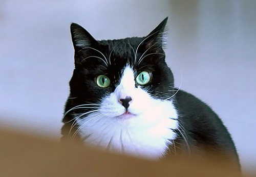 まんまるな瞳が特徴の小鉄