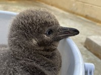 新屋島水族館に赤ちゃんペンギン誕生！　バックヤードですくすく育つ♪　高松市