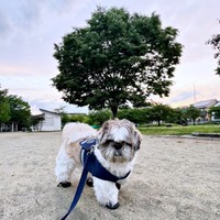 お散歩を楽しむたぬきちくん（画像提供：大きいシーズーたぬきちさん）