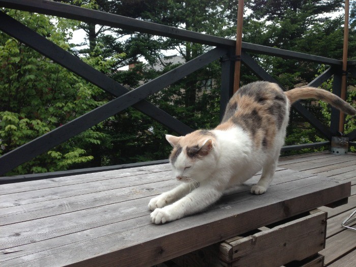 もみじ（「猫がいなけりゃ息もできない」から）