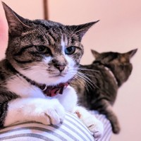 妹タコスちゃんがバズりイカ耳になったモコスちゃん（提供：いきさん さん）