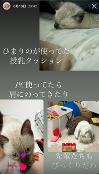 家での暮らしに慣れていったステラちゃん（画像提供：葉山あかね 2y 双子さん）