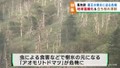 樹氷の元が立ち枯れ