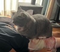 「甘え度MAXのラムです。次男に乗ってます」（提供：🐾ラム@極短マンチカン🐾さん）