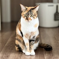 凛とした表情が素敵なレディになったひなちゃん（画像提供：ひなてまリンさん）