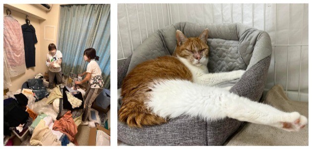 （左）千代田区で独居の高齢者が倒れ、救急搬送された。取り残された猫の捜索を行う。（右）健康を取り戻し、シェルターでくつろぐ（東京都人と動物のきずな福祉協会）