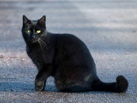 五輪会場周辺の野良猫を一時保護へ　協力するボランティア・動物病院を東京都が募集