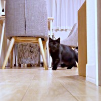 「あ、カメラ！」 気づいたさつきちゃん（画像提供：aomineco（黒猫あおみね&さつき）さん）