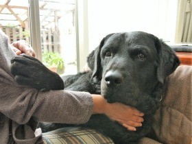 あなたは犬派？ 猫派？ どちらにも魅力　朝日新聞読者の声