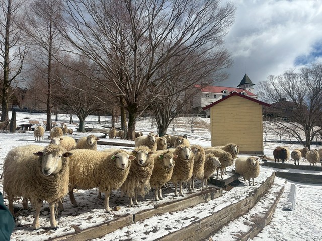 雪と羊（提供：六甲山牧場）