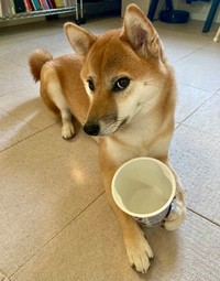 大好きなヨーグルトを食べ終わり大事そうに容器を持つるなちゃん（提供：柴犬るなさん）