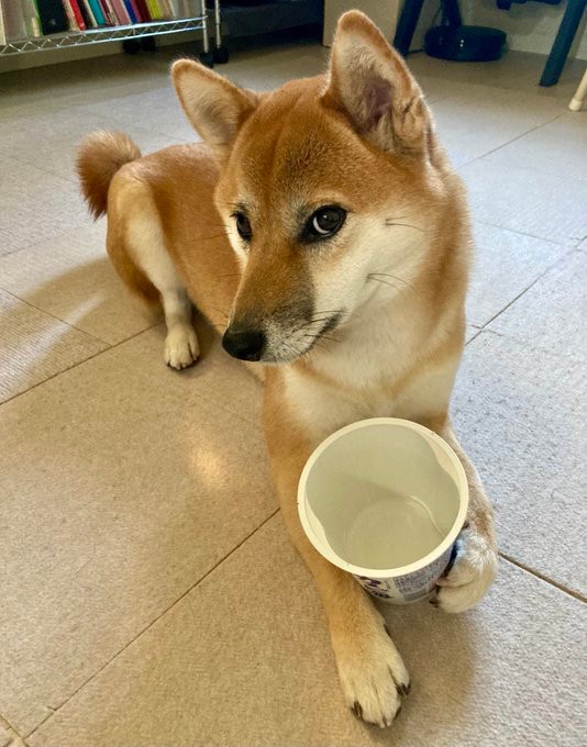 大好きなヨーグルトを食べ終わり大事そうに容器を持つるなちゃん（提供：柴犬るなさん）