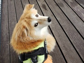 １歳になるとしっぽがフサフサに！　ゴージャスに成長した雑種犬「メイ」