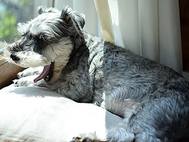 一緒に成長した娘とは姉妹みたい　おばあちゃん犬ちひろ