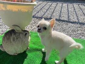 みんな私の顔を見ると笑顔になるんだワン　不思議な魅力をもつチワワ「チロ」