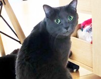 なかなか里親さんとの縁に結ばれなかったピロシキ