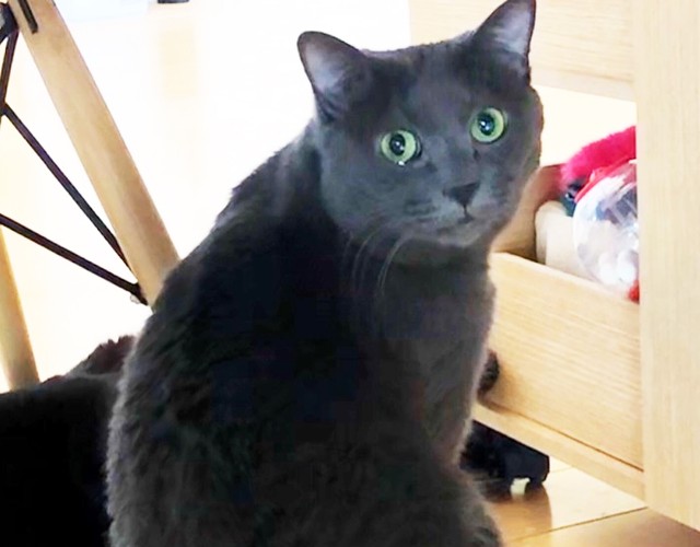 なかなか里親さんとの縁に結ばれなかったピロシキ