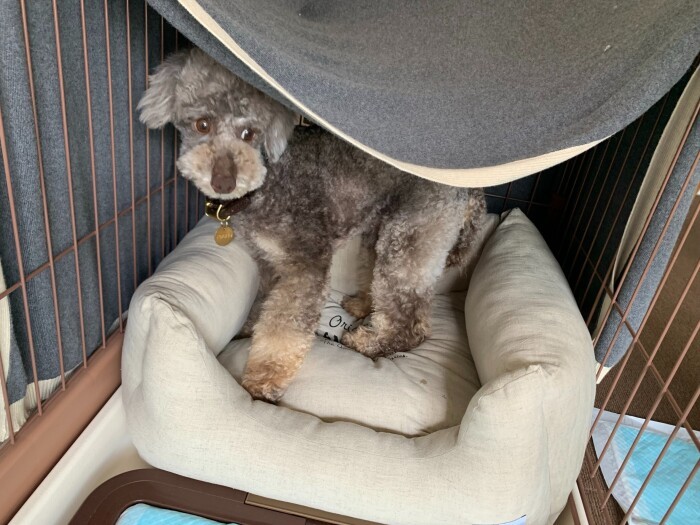 「ケージからおうちを観察中」（早坂さん提供）