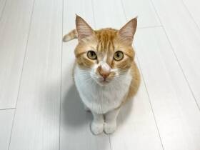 おねだりの時に繰り出すあざといポーズがたまらない！　ミックス猫「ルナ」　