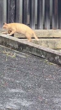 段差も軽々と乗り越えます。 ※荒城祥善さんのX動画より抜粋
