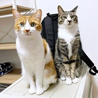 仲良く並んで座る（左から）ビスケットくんとソックスくん（画像提供：ソックスとビスケットさん）